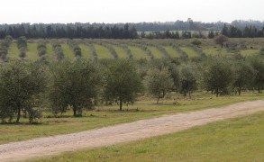 De los campos de oliva a la piel